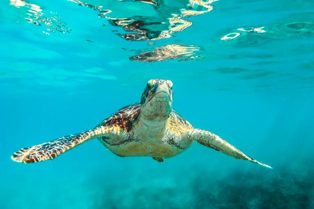 Turtle United Nations